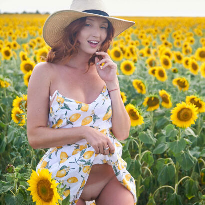 Red Fox Sunflower Fields The Emily Bloom